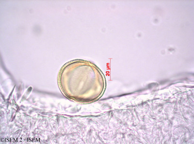 Hoffmannseggia sandersonii - lame n° 42275